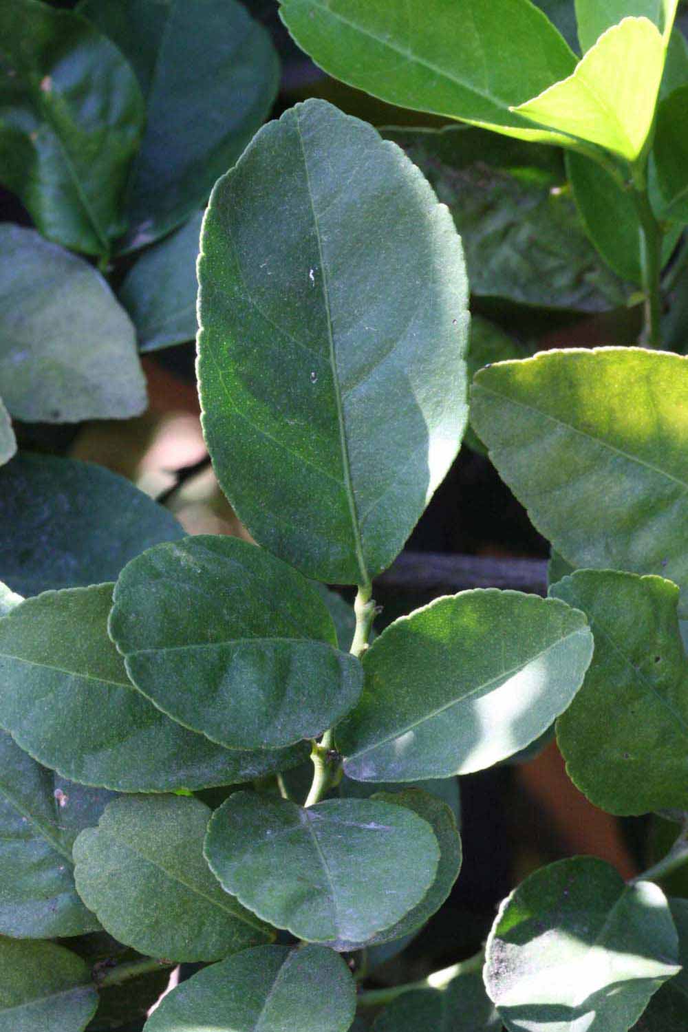              Shade leaves (Riverside, CA)       